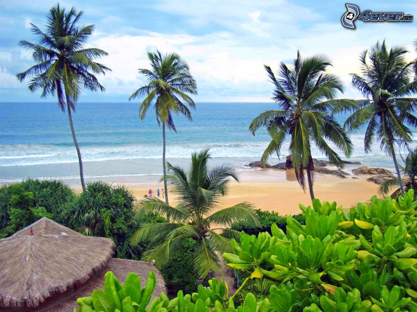 plaża piaszczysta, widok na morze, palmy na plaży