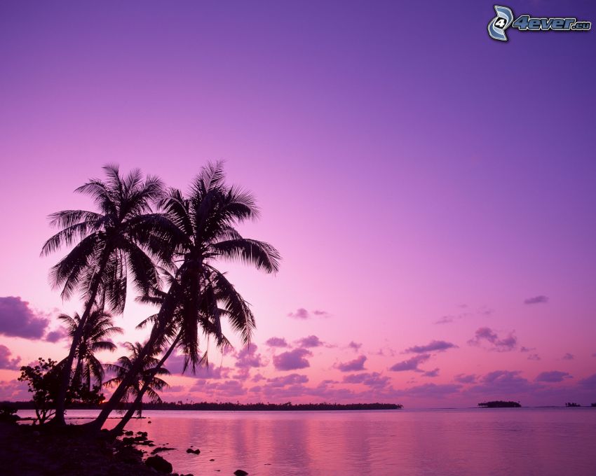 plaża po zachodzie słońca, palma nad morzem, sylwetki drzew, morze, chmury