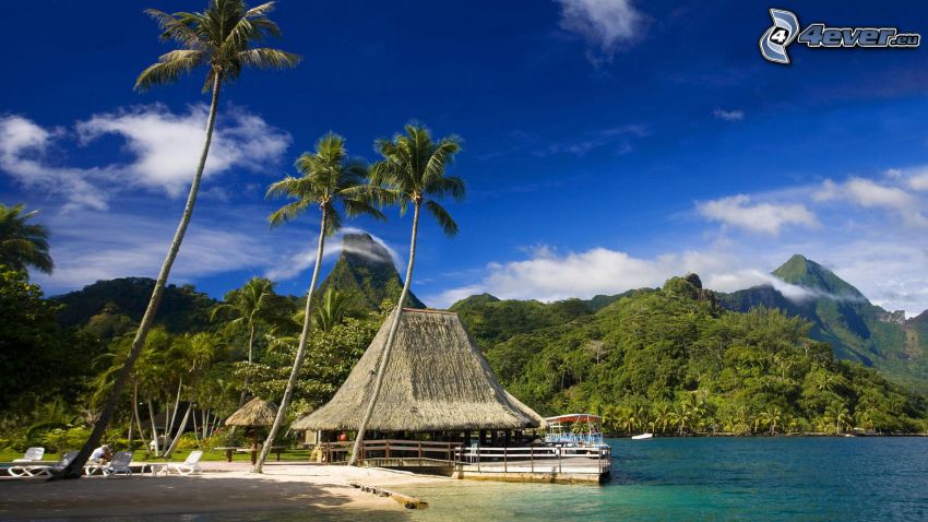 Tahiti, domek, palmy
