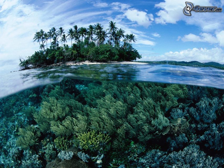 wyspa z palmami, woda, koralowce