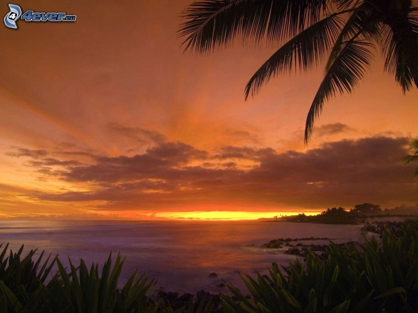 zachód słońca nad morzem, palma