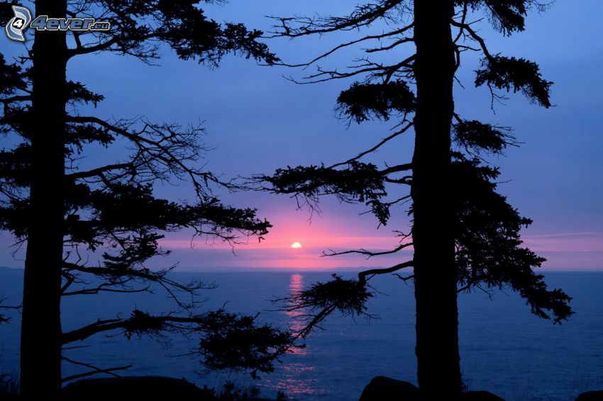 zachód słońca nad morzem, sylwetki drzew
