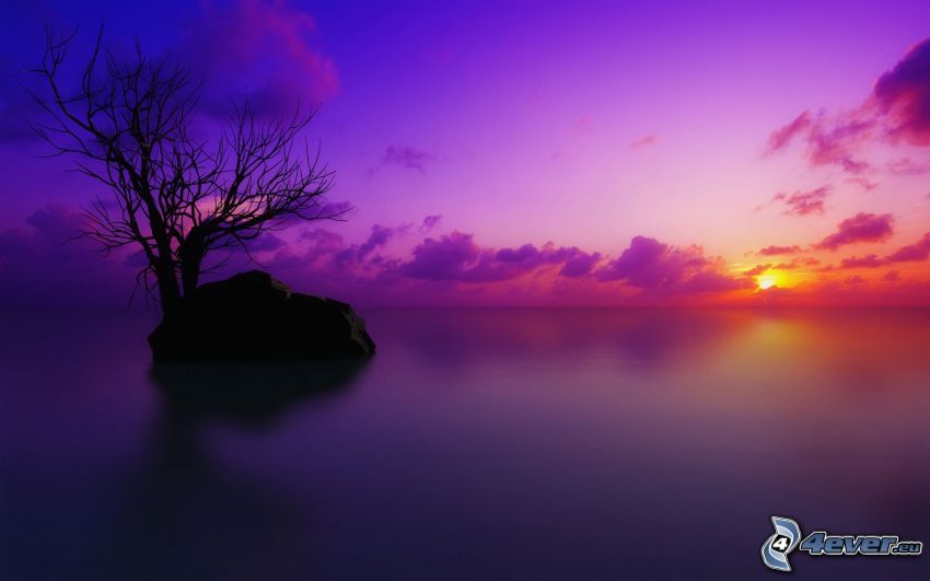 zachód słońca nad morzem, wyspa, suche drzewo