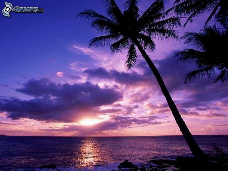 zachód słońca nad oceanem, palma nad morzem, fioletowe niebo