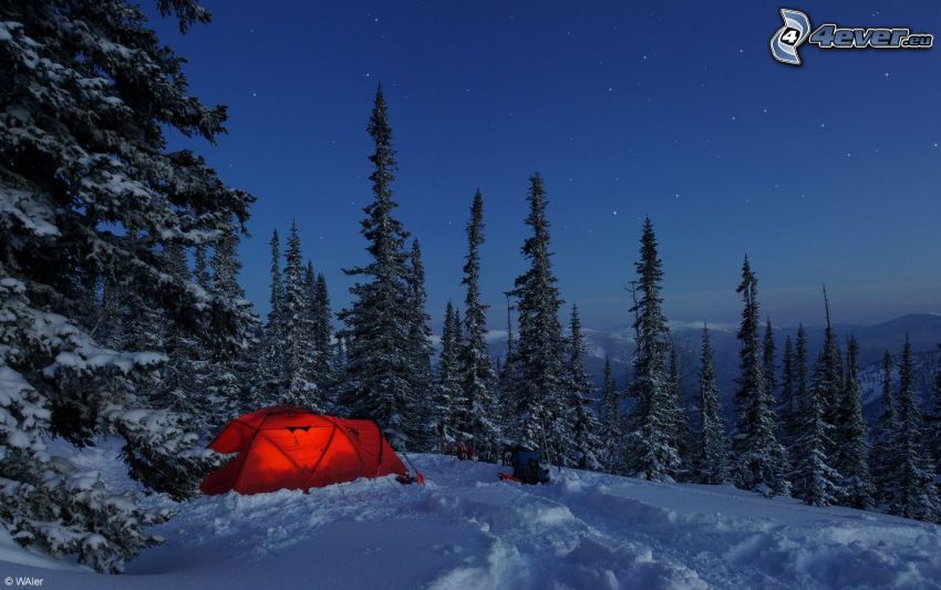 namiot, zaśnieżony las iglasty, noc, gwiazdy