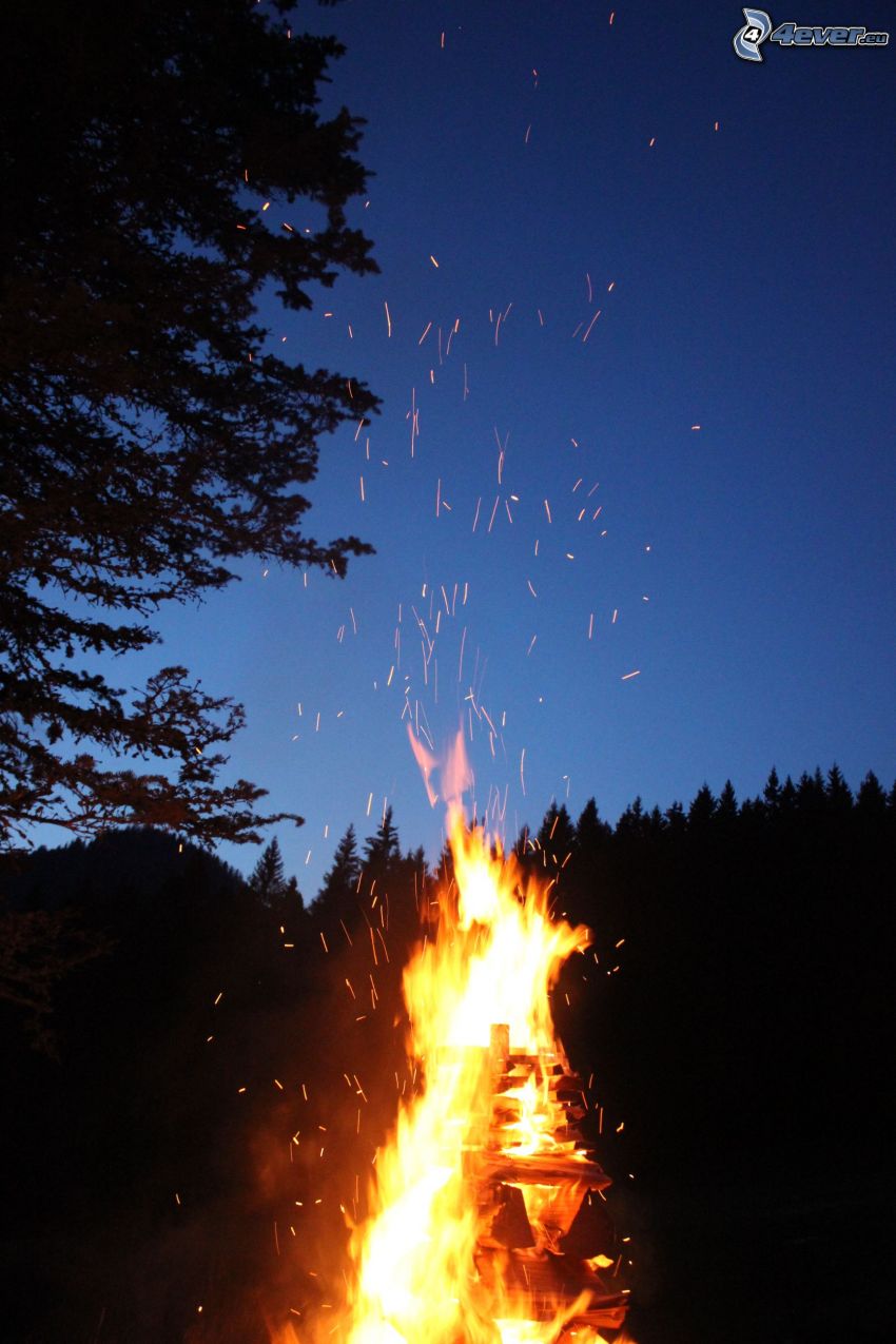 ognisko, ogień, iskrzenie, sylwetka lasu
