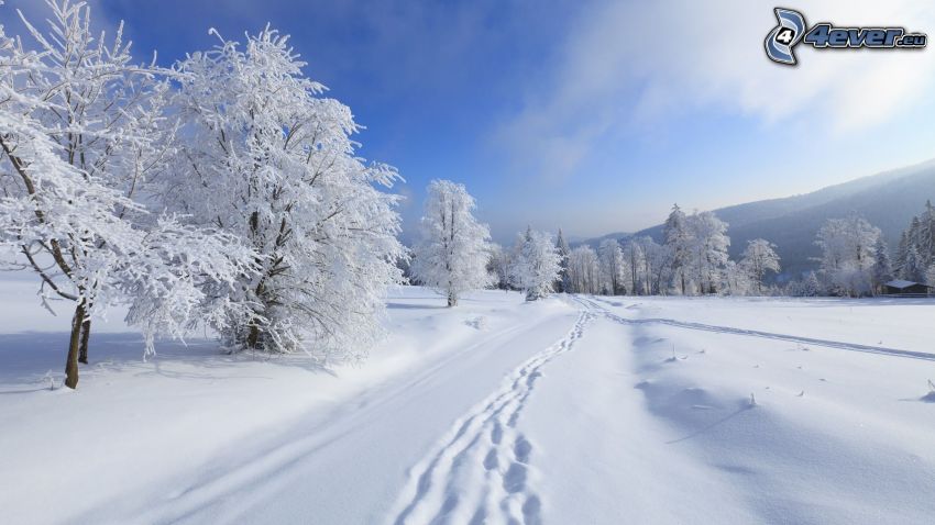 ośnieżone drzewa, ślady w śniegu