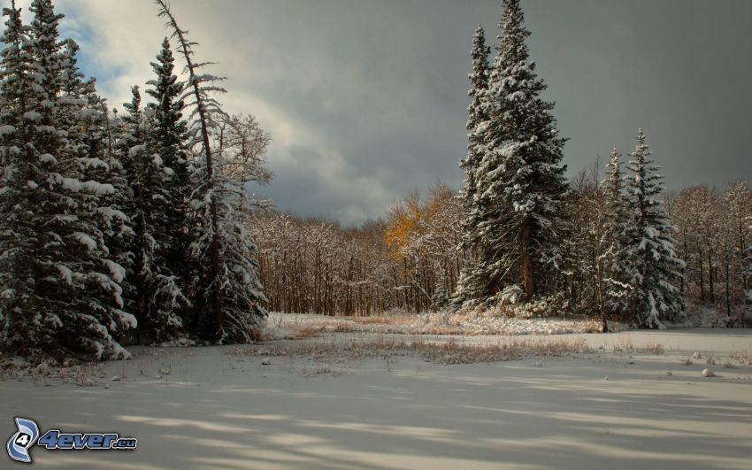 ośnieżone drzewa, śnieg, ciemne chmury