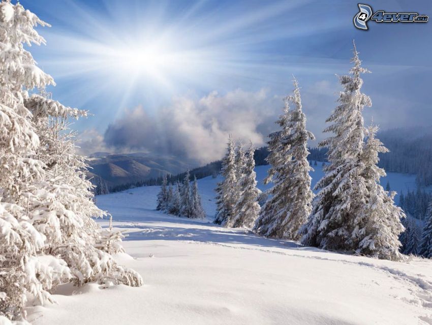 ośnieżone drzewa, śnieg, słońce