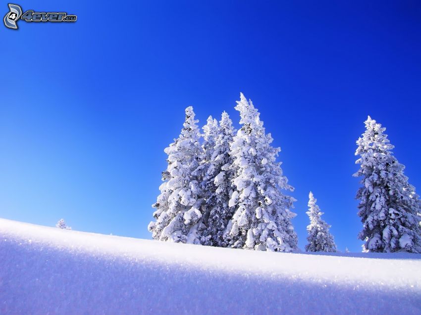 ośnieżone drzewa, śnieg