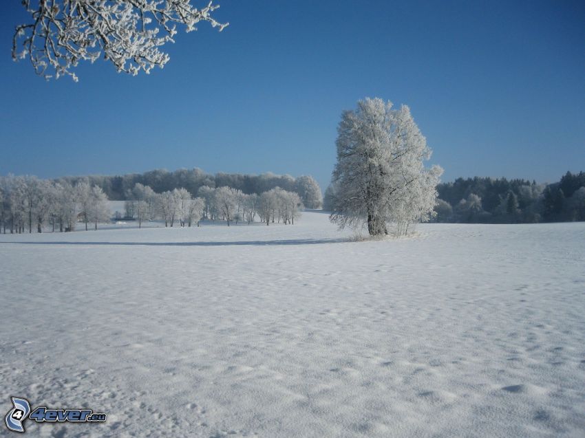 ośnieżone drzewa, zaśnieżona łąka