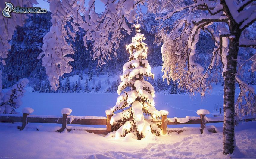 oświetlone drzewo, śnieżny krajobraz