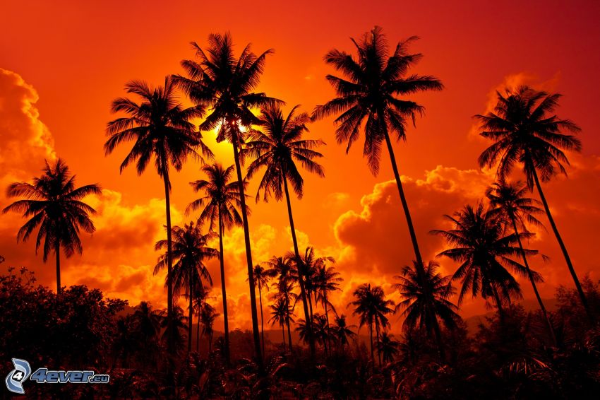 palmy, pomarańczowe niebo