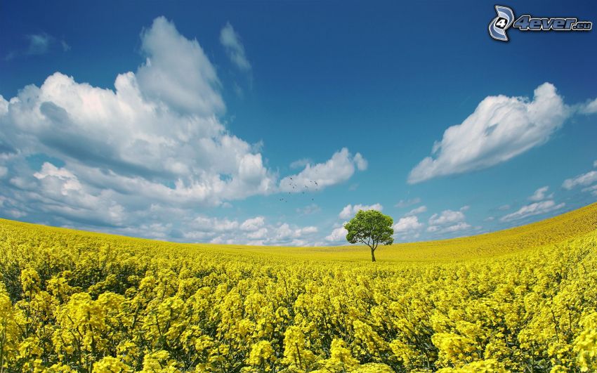 pole, żółte kwiaty, drzewo, chmury, niebieskie niebo