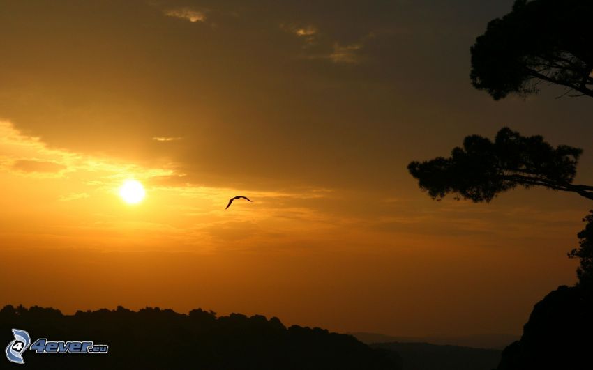 pomarańczowy zachód słońca, sylwetki drzew, ptak drapieżny, pomarańczowe niebo
