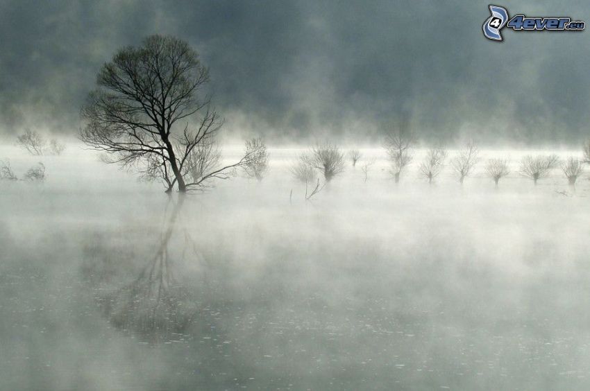 przyziemna mgła, drzewa, woda