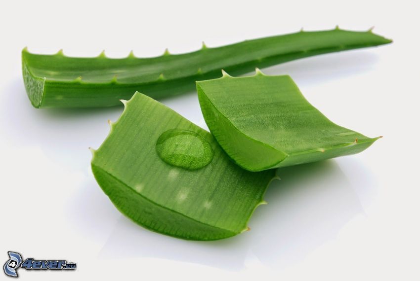 Aloe Vera, zielone liście, kropla wody