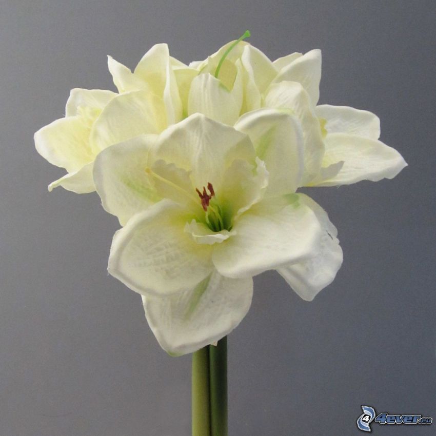 Amarylis, białe kwiaty