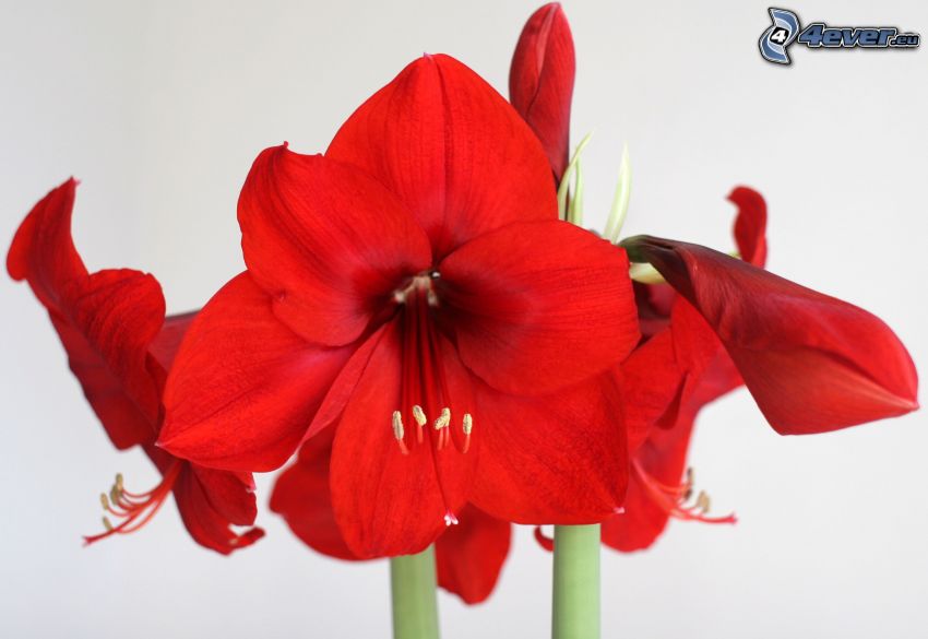 Amarylis, czerwone kwiaty