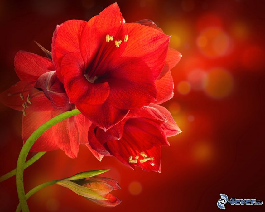 Amarylis, czerwone kwiaty