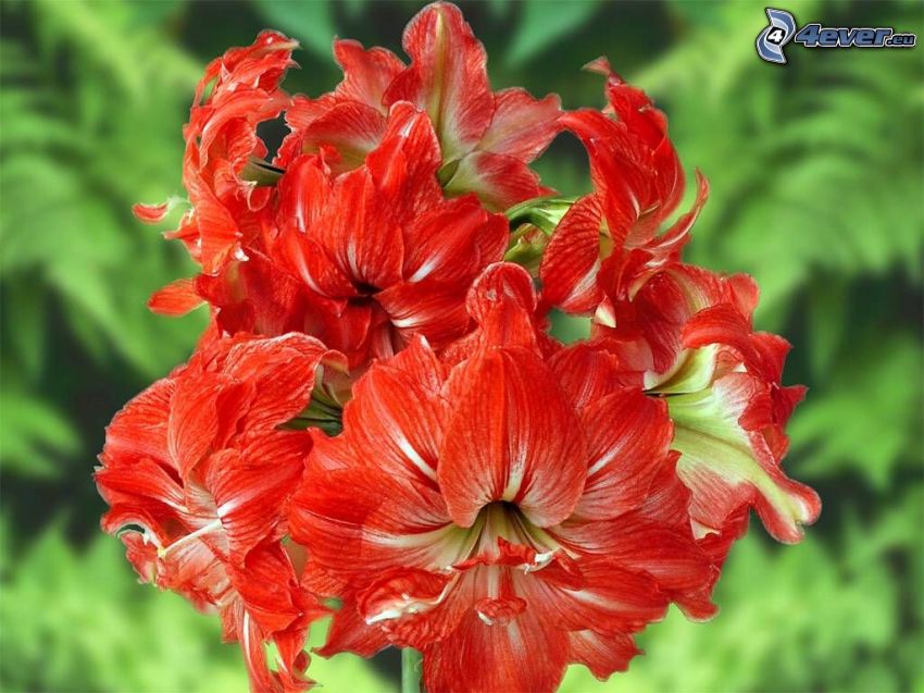 Amarylis, czerwony kwiat