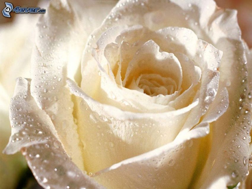 biała róża, zroszona róża