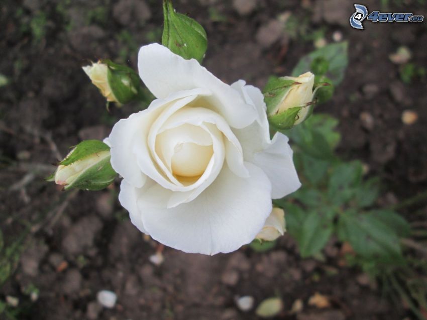 biała róża