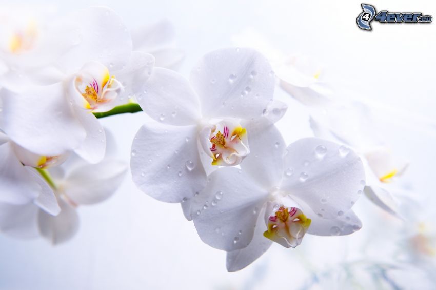 białe kwiaty, zroszony kwiat