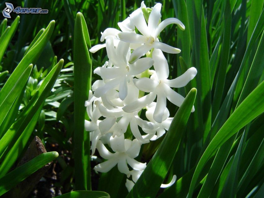 białe kwiaty