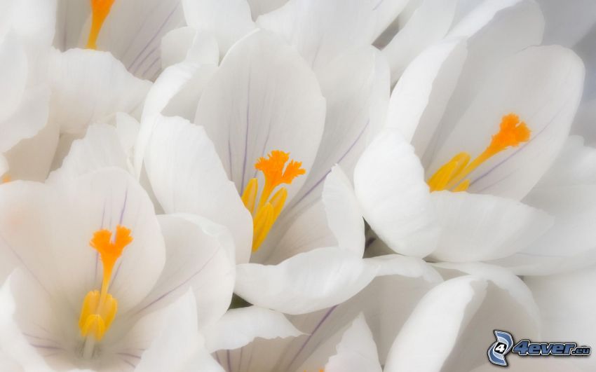białe kwiaty