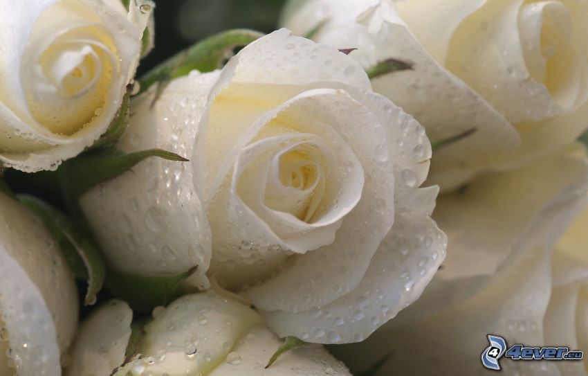 białe róże, zroszona róża