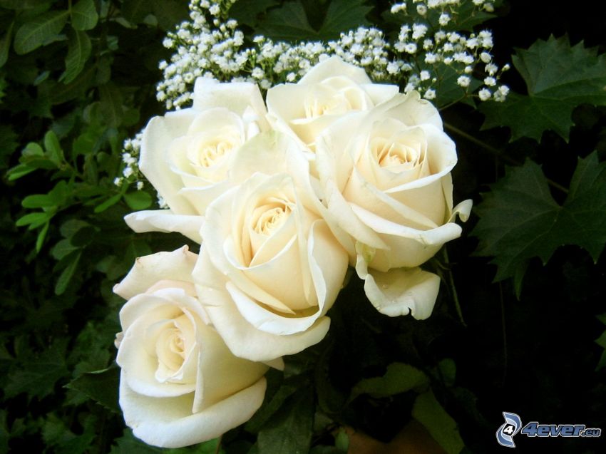 białe róże