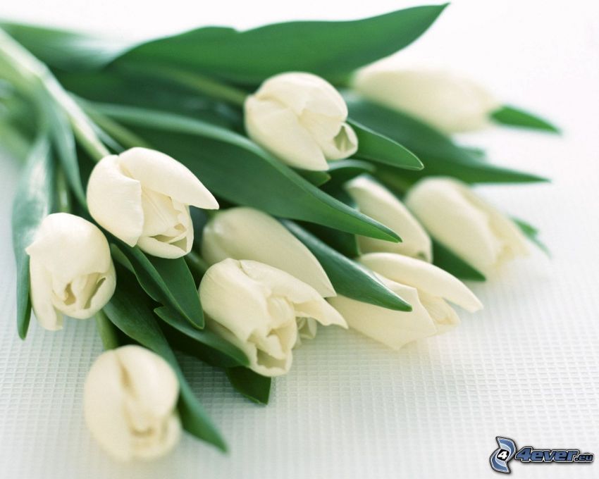 białe tulipany