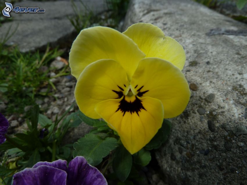 bratki, żółty kwiat, kamień