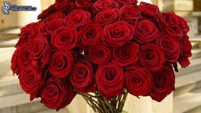 bukiet róż, czerwone róże