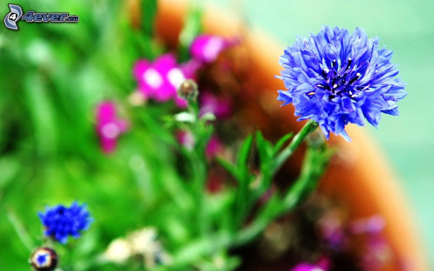 chaber, niebieski kwiat