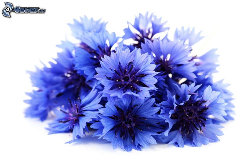 chaber, niebieskie kwiaty
