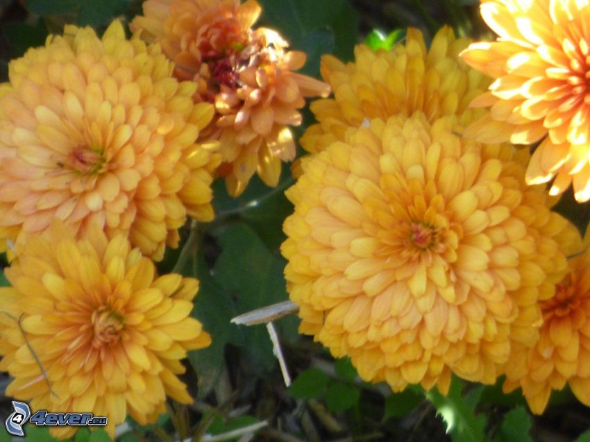 chryzantemy, żółte kwiaty