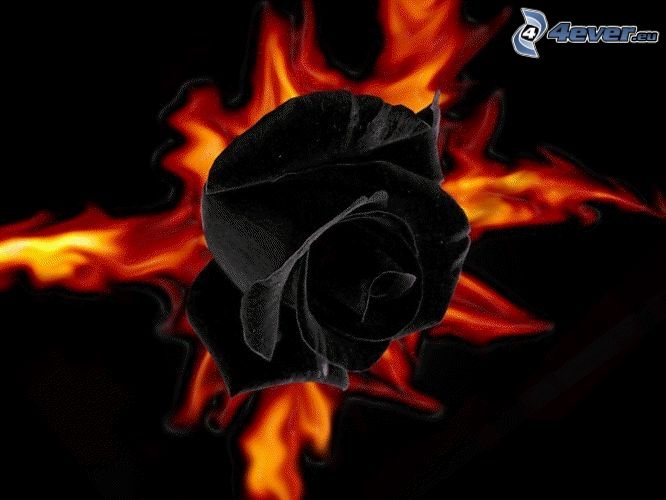 czarna róża, ogień