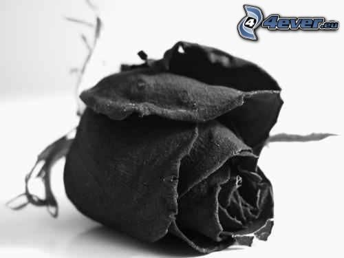 czarna róża