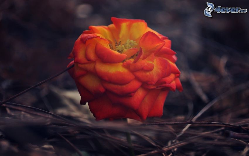 czerwona róża, konary