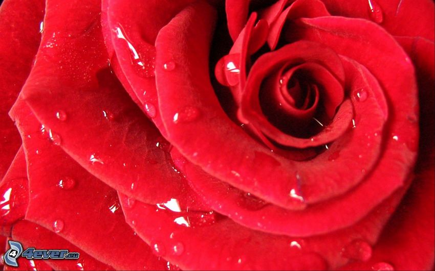 czerwona róża, kwiat
