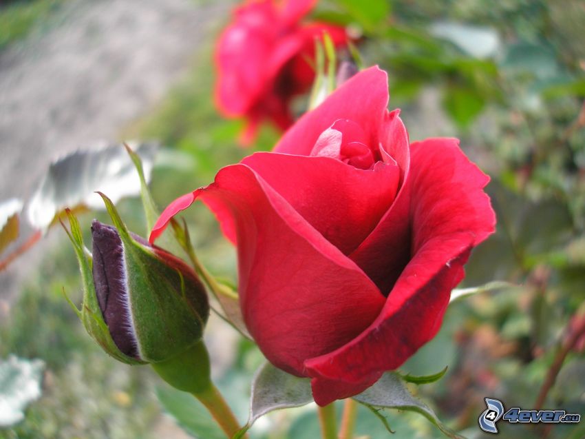 czerwona róża, pąk