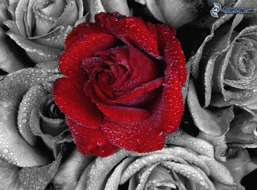 czerwona róża, róże, czarno-białe, krople wody