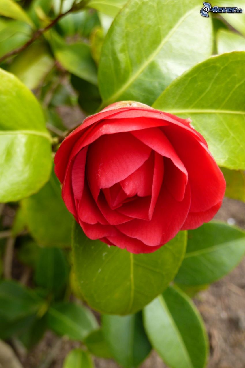 czerwona róża, zielone liście