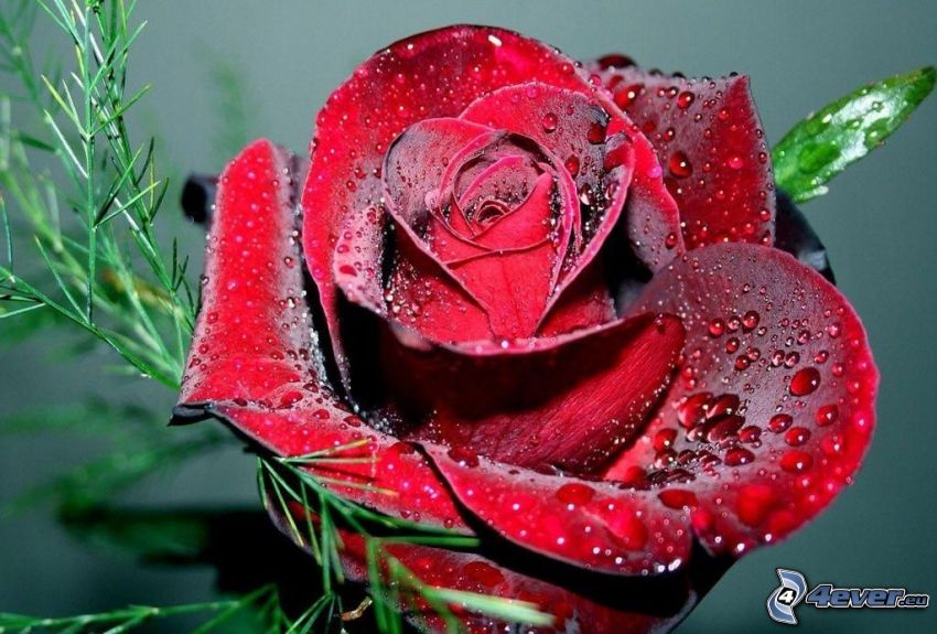 czerwona róża, zroszona róża, krople wody