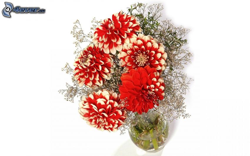 czerwone kwiaty, wazon