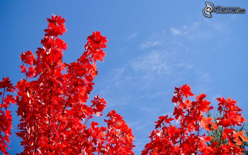 czerwone liście, drzewo