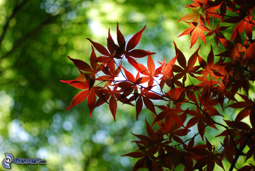 czerwone liście