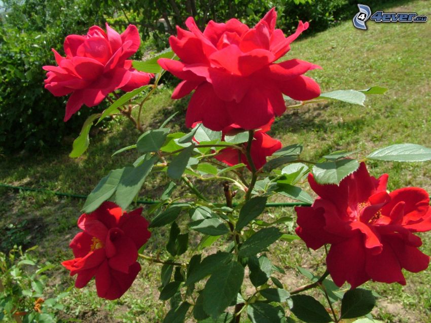 czerwone róże, ogród